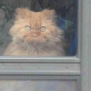 14 najlepszych zdjęć kotów znalezionych w sieci, które natychmiast poprawiają humor