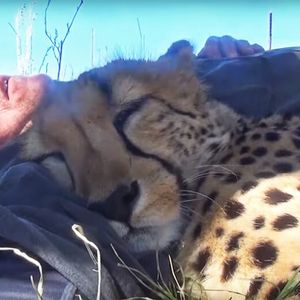 Spał w trawie, gdy nagle podszedł do niego gepard. To, co zrobił jest całkowicie sprzeczne z jego naturą