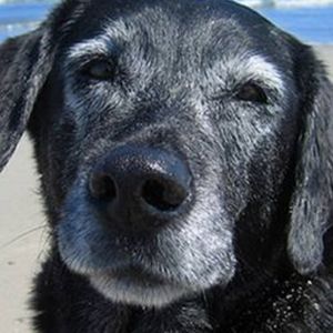 3 piękne sposoby na uczczenie pamięci o psie, który odszedł. Mogą okazać się naprawdę pomocne