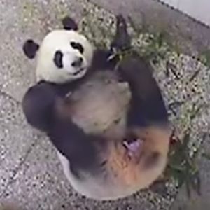 Panda męczyła się z porodem całe 3 dni. „Byliśmy pewni, że dziecko nie żyje”