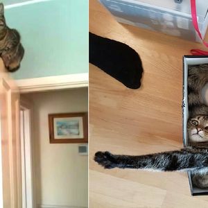 16 najzabawniejszych zdjęć kotów. Swoim dziwnym zachowaniem są w stanie rozbawić każdego!