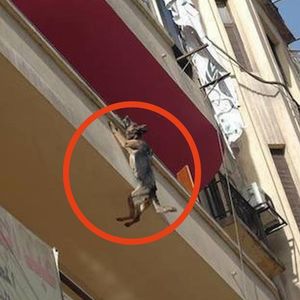 Pies przez 5 godzin zwisał z balkonu. Jego widok przyprawia o dreszcze