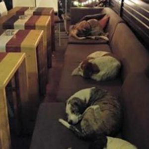 Zamiast wyganiać je na zewnątrz, ta restauracja każdej nocy otwiera drzwi dla bezpańskich psów