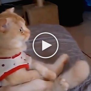 Włączył telewizor i nie mógł uwierzyć w to, co zaczął robić jego kot!