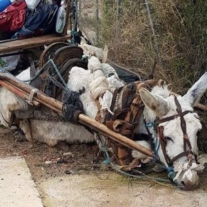 Osiołek umierał z wycieńczenia. Padł na ziemię i nikt nie interweniował, aż do chwili…