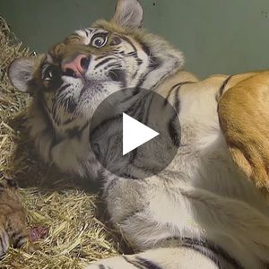 Tygrysica zaczęła rodzić. Kiedy opiekunowie przyjrzeli się jej z bliska, zaniemówili z wrażenia!