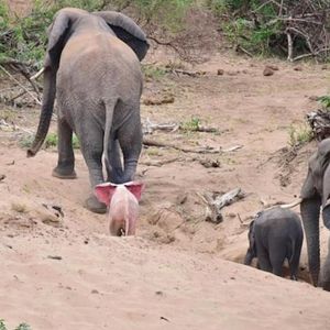 Wydawało się, że to zwyczajne stado słoni. Wtedy fotograf zauważył to wyjątkowe maleństwo!