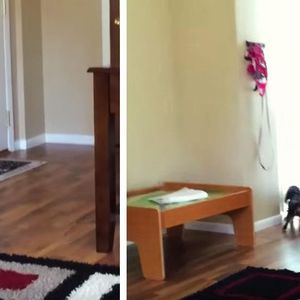 Pies słyszy zbliżające się kroki za drzwiami. Kiedy widzi, kto wchodzi, nie potrafi się powstrzymać