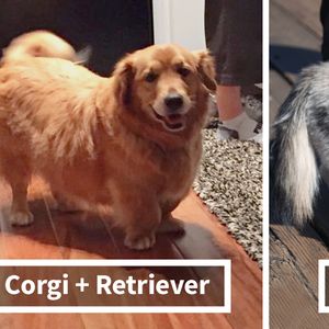 38 krzyżówek Corgi z innymi rasami psów. Skutki tych połączeń niejednokrotnie Cię zaskoczą