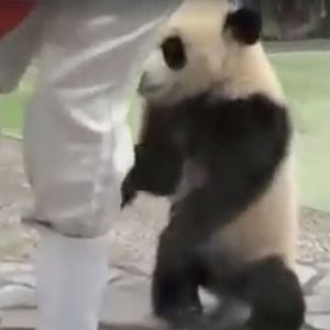 Mała panda zakrada się do opiekuna i nie pozwala mu odejść. Robi to w wyjątkowo uroczy sposób
