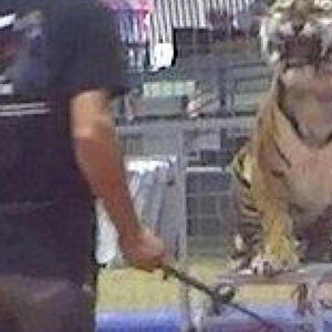 Przerażający trening w cyrku. Tygrys został uderzony batem 21 razy w ciągu 2 minut