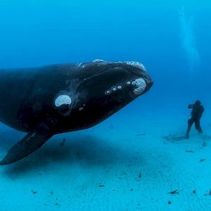 National Geographic pokazało najpiękniejsze zdjęcia wodnych gigantów. Zapierają dech w piersi