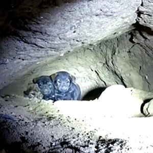 Ratownicy próbują wyciągnąć 8 szczeniąt z ciasnej jaskini. Nie myślą, że będzie to takie trudne.