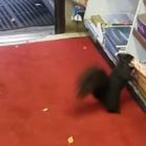 Banda wiewiórek napada na sklep, aby zdobyć upragniony łup. Nie uwierzysz, na co polują