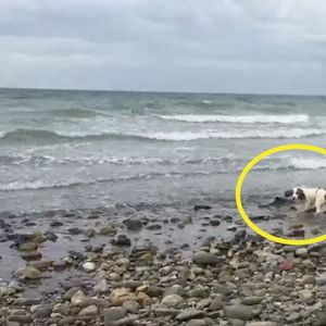 Właściciel zauważył, że pies obwąchuje jakieś stworzenie przy brzegu. Nie miał pojęcia, czym ono jest