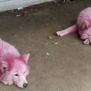 W lesie znaleziono dwa porzucone psy. Ludzi zaniepokoił ich nienaturalny kolor sierści