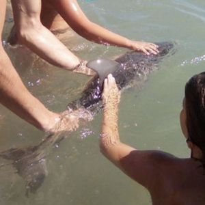 Turyści znaleźli na brzegu małego delfina. Podawali go sobie z rąk do rąk, by zrobić z nim zdjęcie