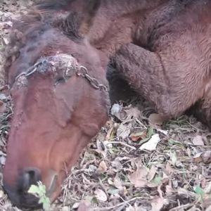 Na głowie dzikiej klaczy zaplątał się łańcuch. Jego elementy zaczęły wrastać w jej oko