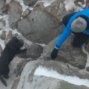 Podczas wspinaczki na Giewont, turyści znaleźli zbłąkanego psa na samym szczycie