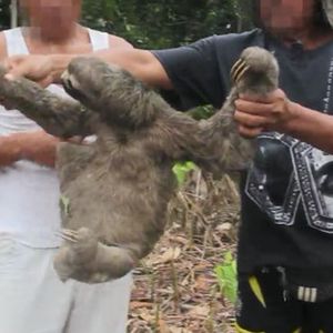 Nielegalnie porywają leniwce tylko po to aby zabawiały turystów. Są traktowane w okrutny sposób