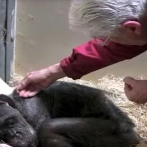 Umierającego szympansa odwiedził dawny przyjaciel. Ich pożegnanie łamie serce