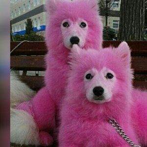 Ratownicy odnaleźli w lesie dwa psy. Zaniepokoił ich dziwny kolor sierści czworonogów
