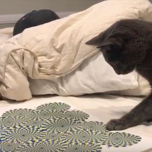 Ten kot po raz pierwszy zmierzył się z iluzją optyczną. Jego reakcja jest po prostu genialna!