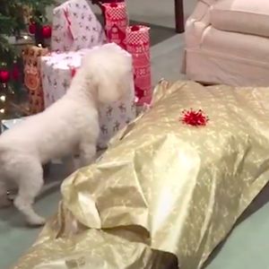 Trzy psy otrzymały prezenty niespodzianki na święta. Zawartość sprawiła im ogromną radość