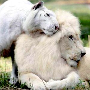 Biały lew i biała tygrysica wydali na świat potomstwo. Młode są jedyne w swoim rodzaju