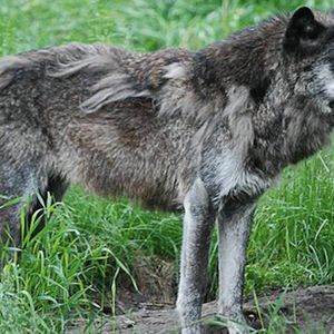 Zoo w Kanadzie zabiło 14-letniego wilka. Powód tej decyzji był niedorzeczny