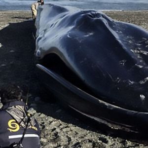 20-metrowy wieloryb został wyrzucony na plażę. Zachowanie turystów przyprawia o dreszcze