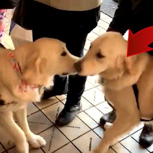 2 obce psy zachowywały się jak najlepsi przyjaciele. Kiedy zajrzano do ich uszu, odkryto prawdę