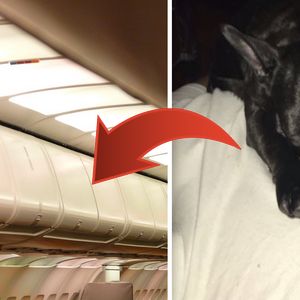Stewardessa nakazała pasażerce umieścić psa w górnym schowku. Po wylądowaniu czworonóg nie żył
