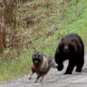 Ich pies biegał po lesie. W pewnym momencie zabawa przerodziła się w strach i przerażenie