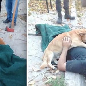 Mężczyzna spadł z drabiny i zemdlał. Reakcja jego psa wzruszyła ratowników do łez