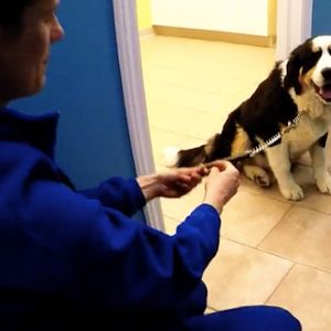 Pies wybrał się na wizytę do weterynarza. Zachowanie czworonoga zszokowało cały personel
