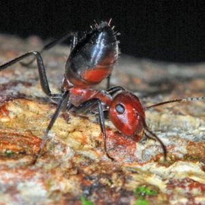Naukowcy odkryli nieznany nam dotąd gatunek mrówek, który zdolny jest do przerażającego czynu