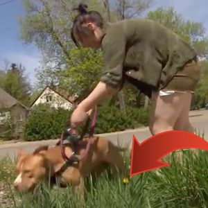 Znalazła w trawie coś, co zabiłoby jej psa. Kobieta ostrzega innych właścicieli przed zagrożeniem