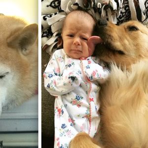 30 zdjęć, które ukazują bezwarunkową psią miłość. Na ich widok roztopi ci się serce