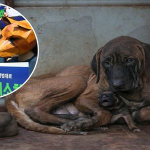 Koreański sąd wydał szokującą decyzję dotyczącą psiego mięsa. Orzeczenie wzbudziło kontrowersje