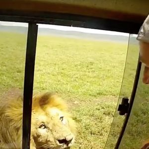 Turysta chciał pogłaskać lwa. Szybko tego pożałował, drapieżnik dał mu lekcję