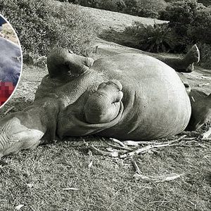 Kłusownicy zabili nosorożca dla rogu o długości 1 cm. Resztę odcięli wcześniej weterynarze