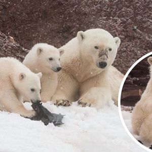 Niedźwiedzie polarne jadły plastikowe śmieci. Zwierzaki umierają przez ludzką ignorancję!