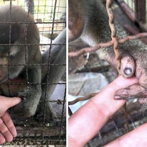 Przerażona małpa chwyciła dłoń ratownika, gdy zdała sobie sprawę, że w końcu jest bezpieczna