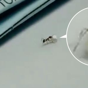 Mała mrówka próbowała ukraść diament ze sklepu. Została przyłapana na gorącym uczynku