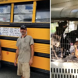Kupił autobus, aby uratować zwierzaki przed nadchodzącym huraganem. Ocalił 64 z nich