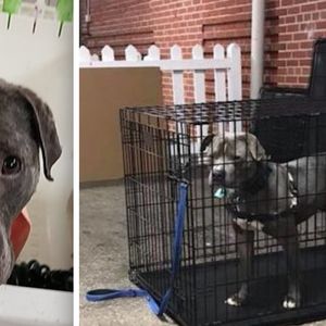 299 psów znalazło domy podczas imprezy adopcyjnej. Tylko jednego pit bulla nikt nie chciał