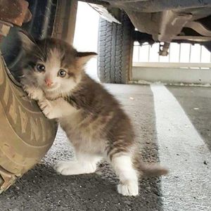 Znalazł przerażonego kotka. Maluszek ukrywał się pod ciężarówką