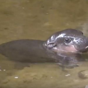 Mały hipopotam bierze swoją pierwszą kąpiel. Filmik z jego udziałem roztapia serce