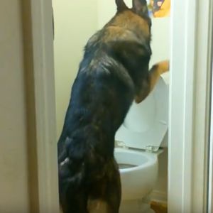Co ten owczarek wyprawia w toalecie… aż można się złapać za głowę! Tata w końcu go nagrał